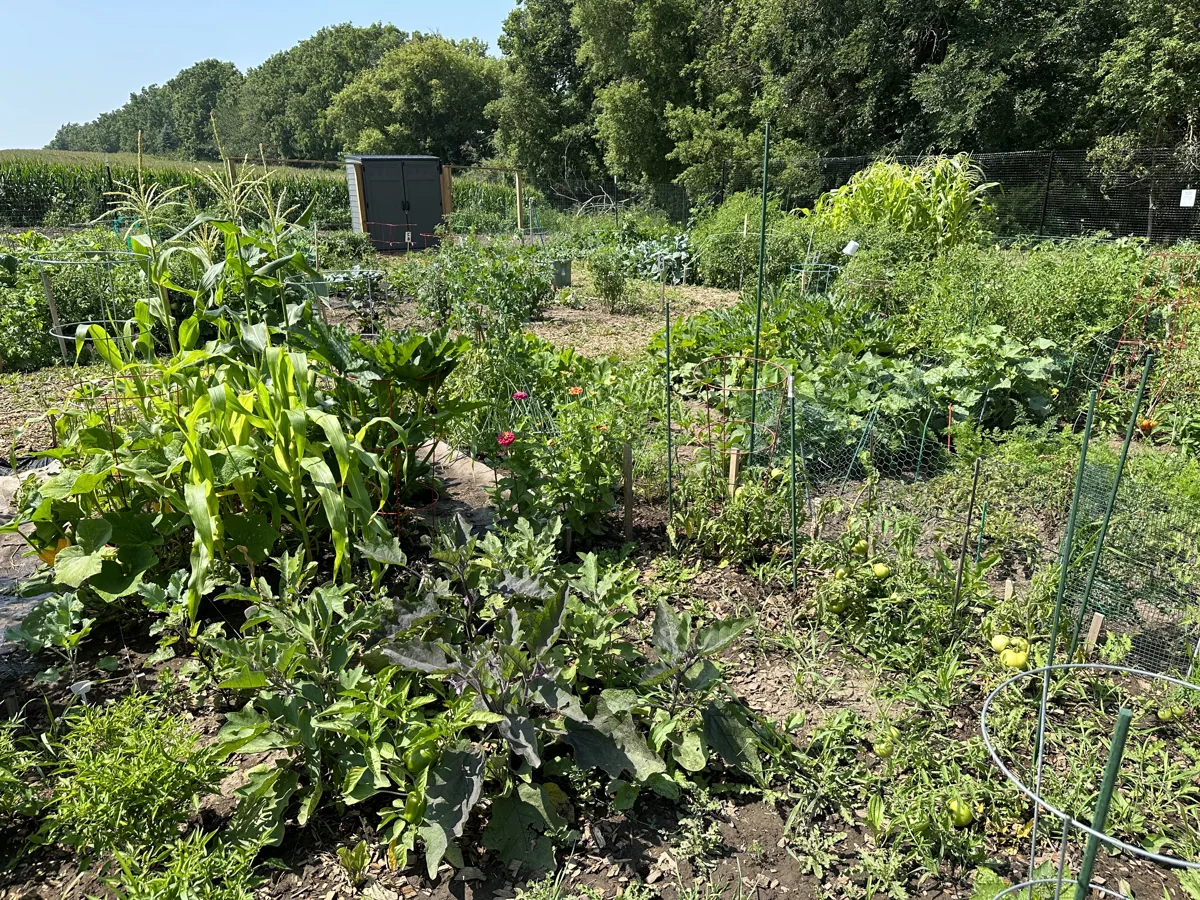 Lush raised beds and rows of vegetables at the Woodbury Thrives community garden in summer