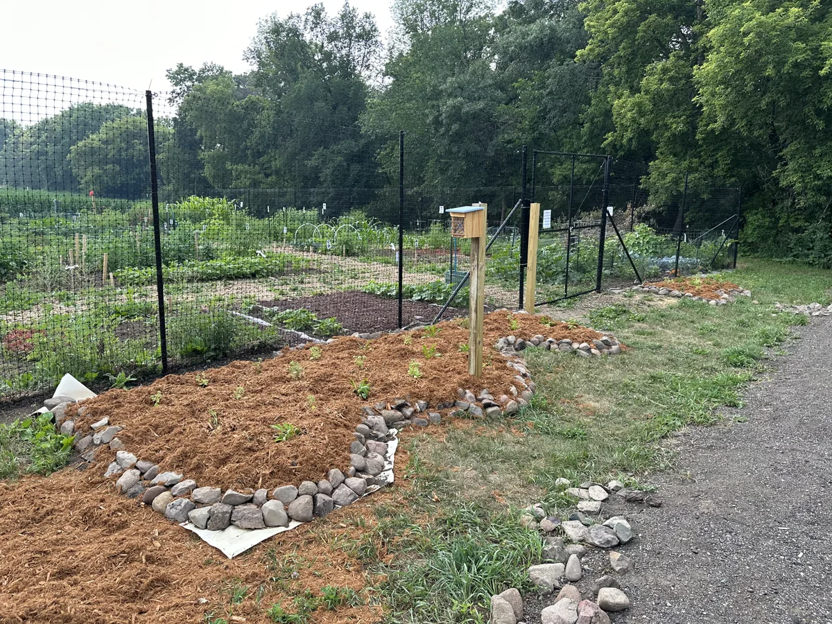 Mulched perennial beds and pathways at the community garden