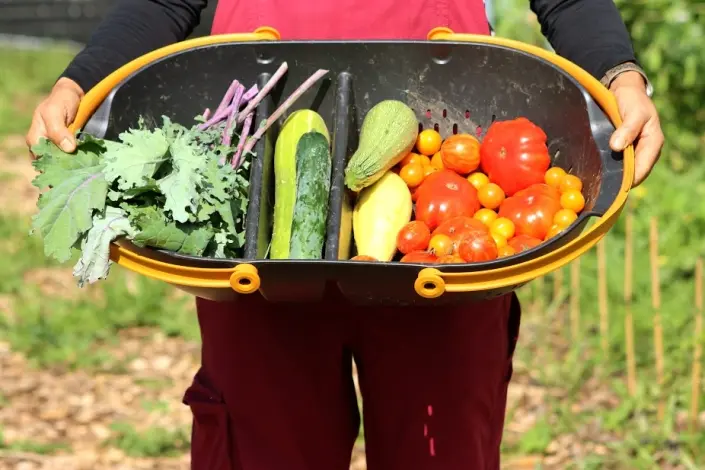 Hands holding a colander of freshly picked vegetables from the community garden
